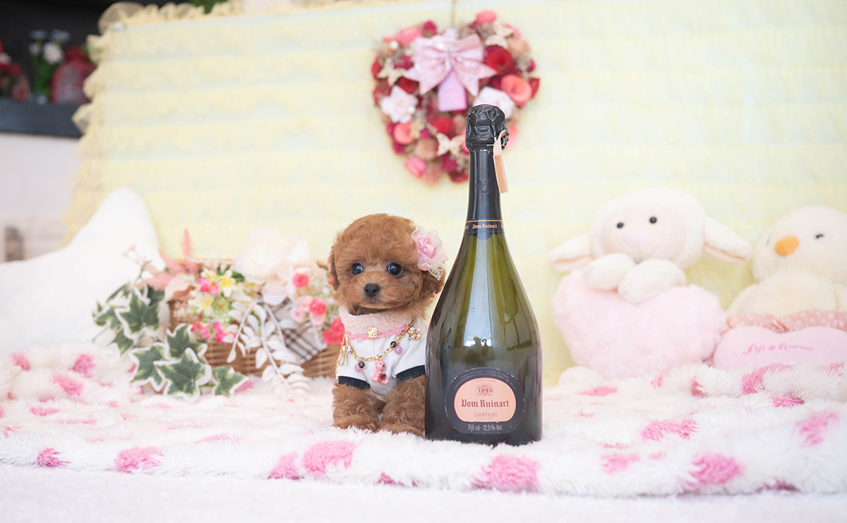 タイニープードルのレッドの女の子|2025年11月2日生まれ|No.11034|画像0枚目