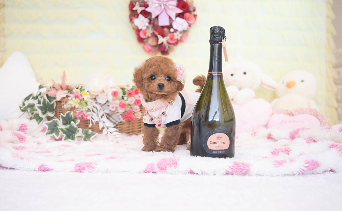 タイニープードルのレッドの女の子|2025年11月2日生まれ|No.11034|画像1枚目