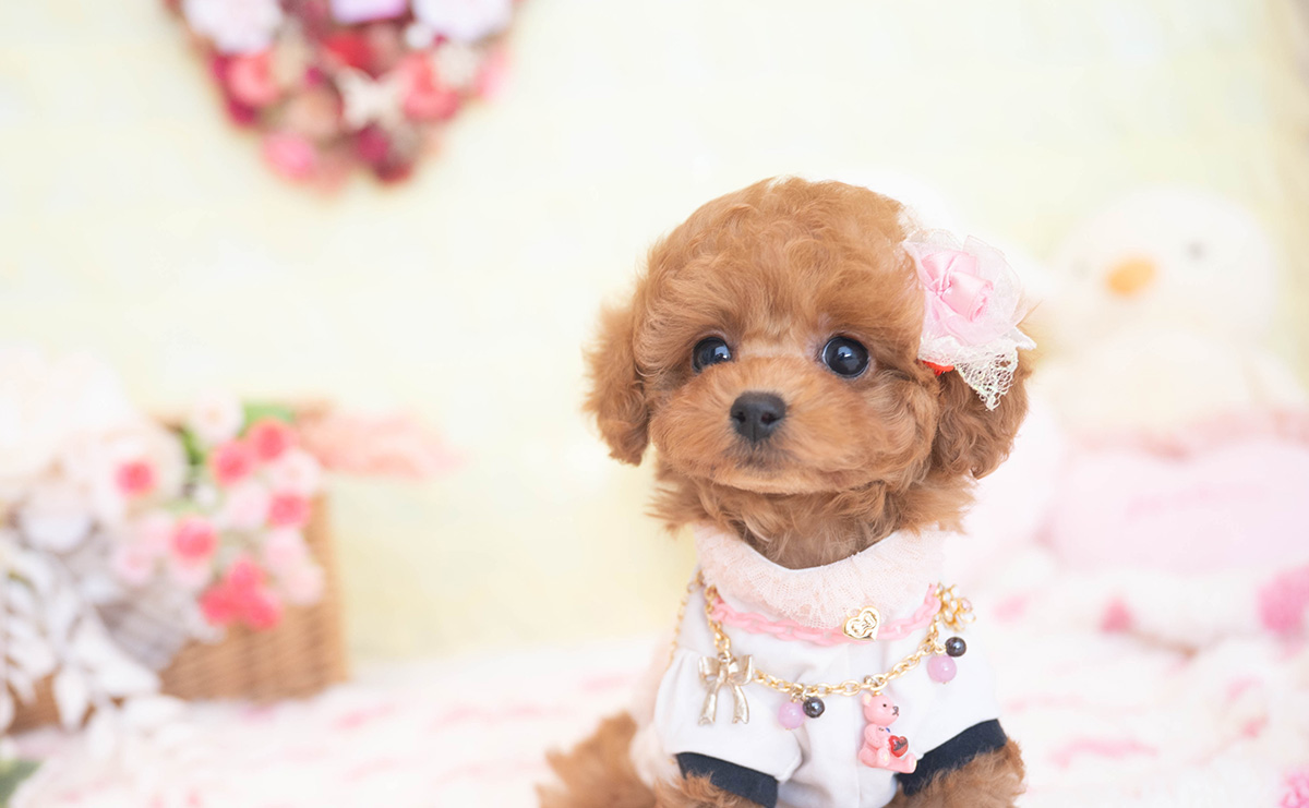 タイニープードルのレッドの女の子|2025年11月2日生まれ|No.11034|画像2枚目