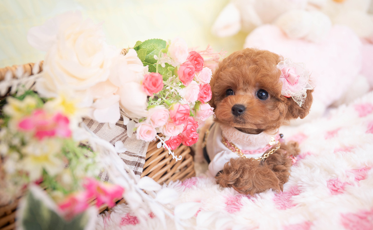 タイニープードルのレッドの女の子｜2025年11月2日生まれ｜No.11034｜画像3枚目