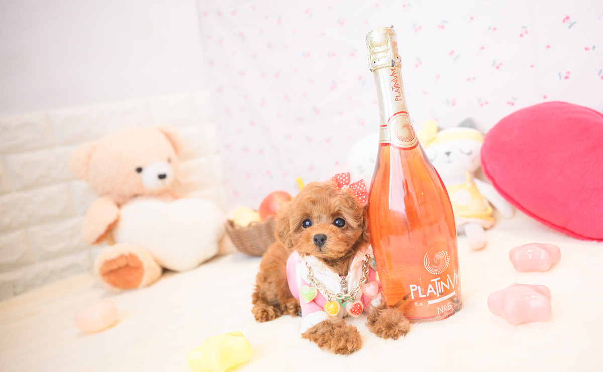 タイニープードルのレッドの女の子｜2025年11月2日生まれ｜No.11035｜画像0枚目