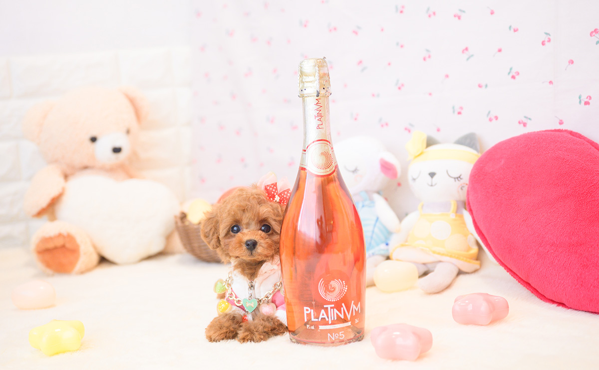 タイニープードルのレッドの女の子｜2025年11月2日生まれ｜No.11035｜画像2枚目