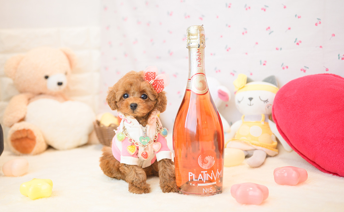 タイニープードルのレッドの女の子｜2025年11月2日生まれ｜No.11035｜画像3枚目