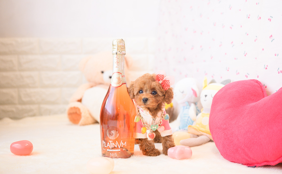 タイニープードルのレッドの女の子｜2025年11月2日生まれ｜No.11035｜画像4枚目