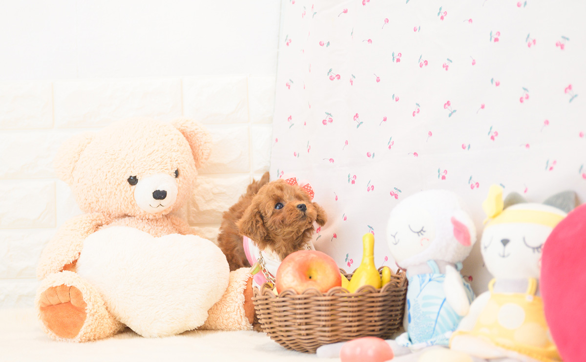 タイニープードルのレッドの女の子｜2025年11月2日生まれ｜No.11035｜画像5枚目