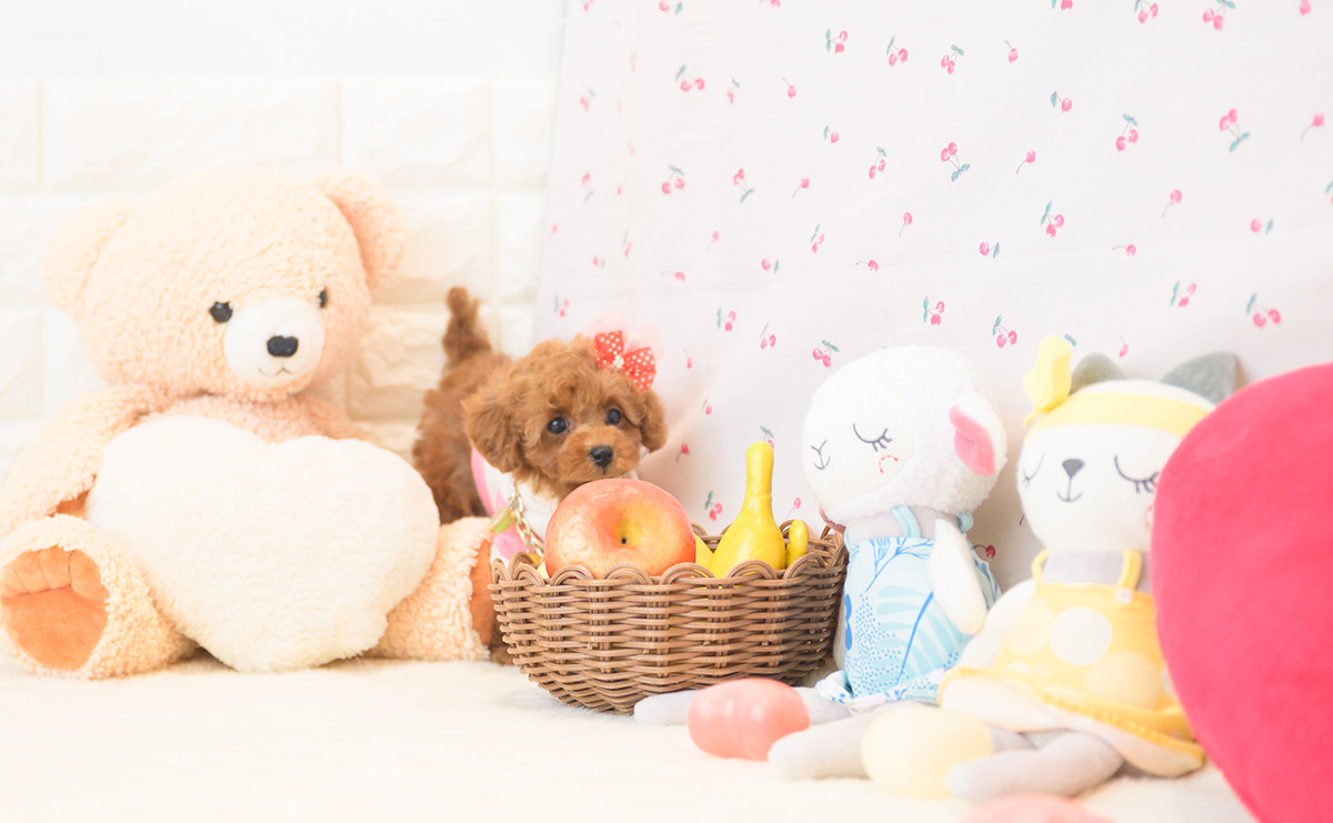 タイニープードルのレッドの女の子｜2025年11月2日生まれ｜No.11035｜画像6枚目