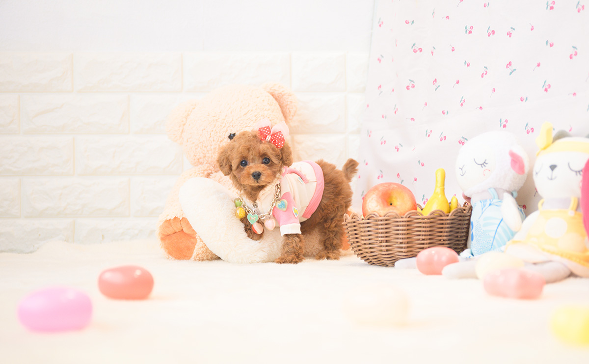 タイニープードルのレッドの女の子｜2025年11月2日生まれ｜No.11035｜画像10枚目