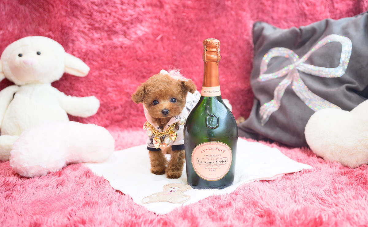 ティーカッププードルのレッドの女の子｜2025年11月9日生まれ｜No.11039｜画像2枚目