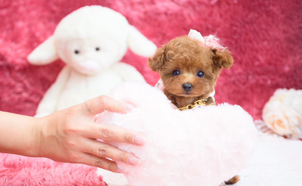 ティーカッププードルのレッドの女の子｜2025年11月9日生まれ｜No.11039｜画像0枚目