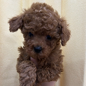 タイニープードルのレッドの女の子｜2025年11月22日生まれ｜No.11047｜画像0枚目