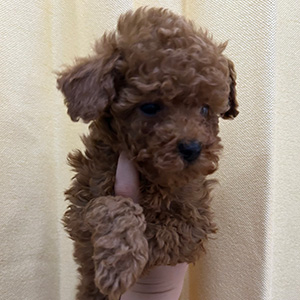 タイニープードルのレッドの女の子｜2025年11月22日生まれ｜No.11047｜画像1枚目