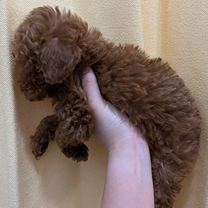 タイニープードルのレッドの女の子｜2025年11月22日生まれ｜No.11047｜画像2枚目