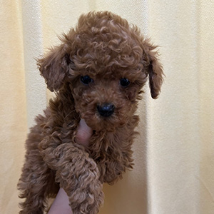 タイニープードルのレッドの女の子｜2025年11月22日生まれ｜No.11047｜画像3枚目