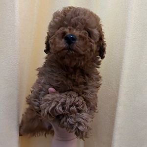 トイプードルのレッドの女の子｜2025年11月22日生まれ｜No.11046｜画像1枚目