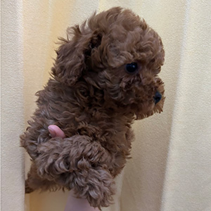 トイプードルのレッドの女の子｜2025年11月22日生まれ｜No.11046｜画像2枚目