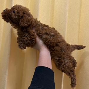 トイプードルのレッドの女の子｜2025年11月22日生まれ｜No.11046｜画像0枚目