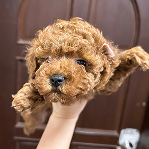 トイプードルのレッドの女の子｜2025年11月22日生まれ｜No.11049｜画像0枚目