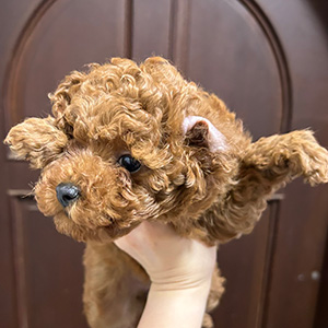 トイプードルのレッドの女の子｜2025年11月22日生まれ｜No.11049｜画像1枚目