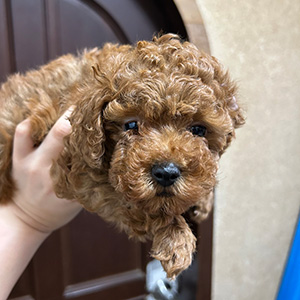 トイプードルのレッドの女の子｜2025年11月22日生まれ｜No.11049｜画像3枚目