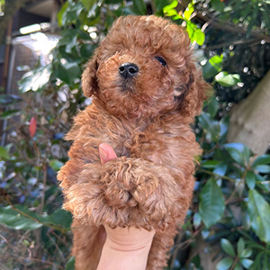 タイニープードルのレッドの男の子｜2025年11月15日生まれ｜No.11050｜画像1枚目