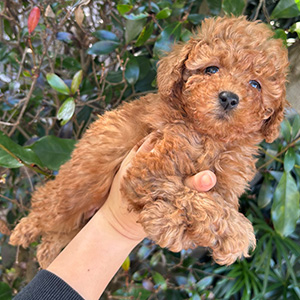 タイニープードルのレッドの男の子｜2025年11月15日生まれ｜No.11050｜画像0枚目