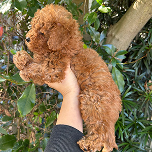 タイニープードルのレッドの男の子｜2025年11月15日生まれ｜No.11050｜画像2枚目