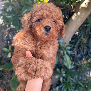 タイニープードルのレッドの男の子｜2025年11月15日生まれ｜No.11050｜画像3枚目