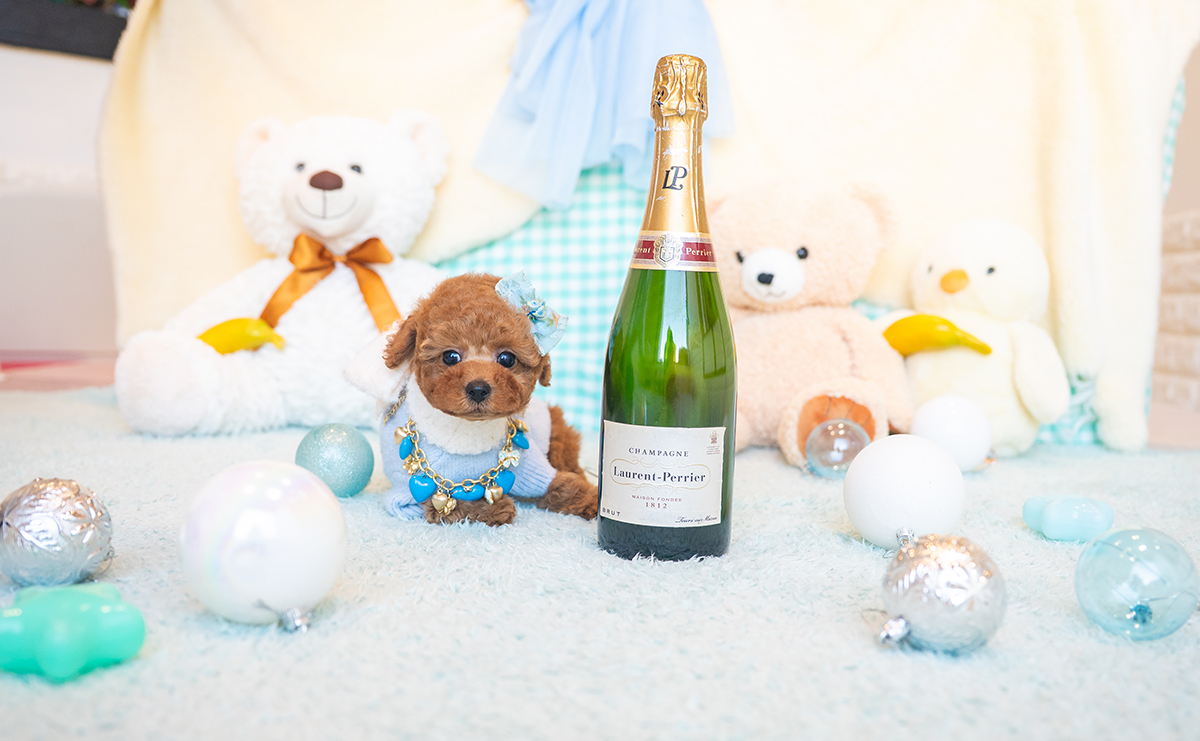 タイニープードルのレッドの男の子｜2025年11月17日生まれ｜No.11044｜画像2枚目