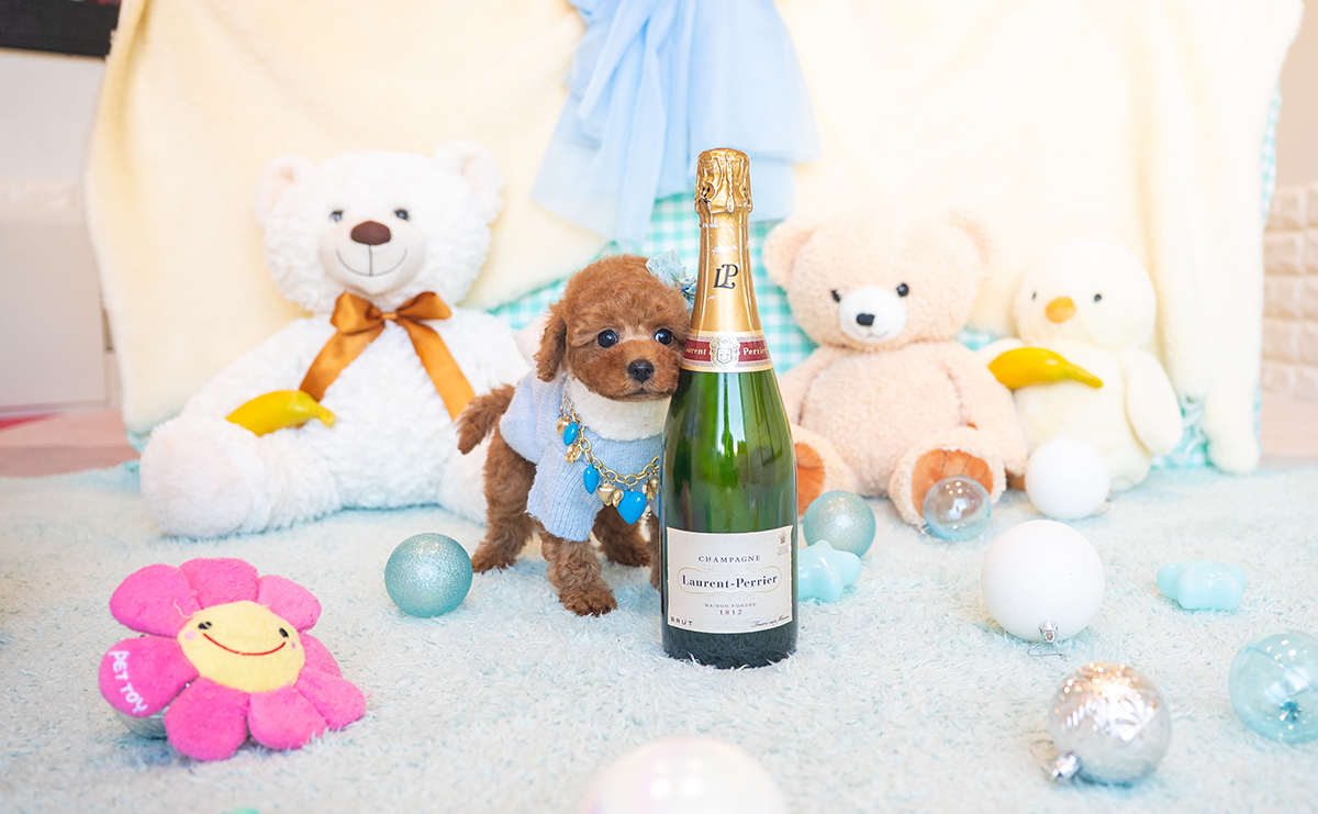 タイニープードルのレッドの男の子｜2025年11月17日生まれ｜No.11044｜画像3枚目