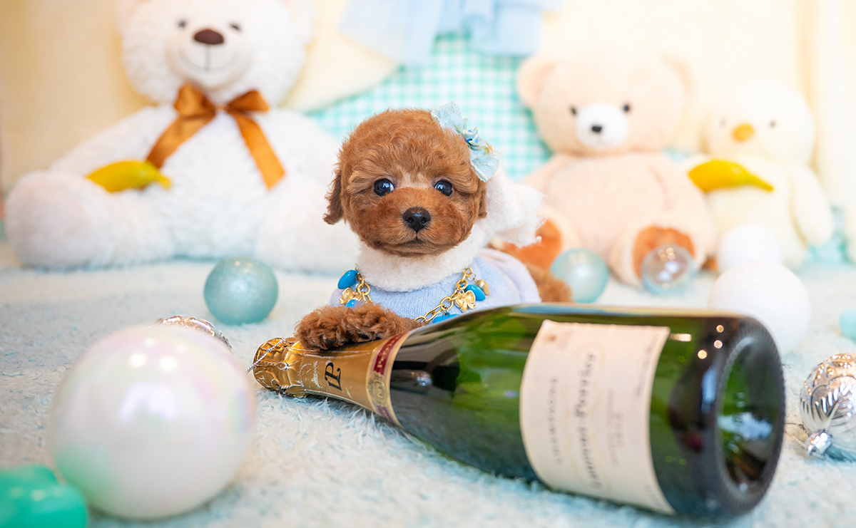 タイニープードルのレッドの男の子｜2025年11月17日生まれ｜No.11044｜画像1枚目