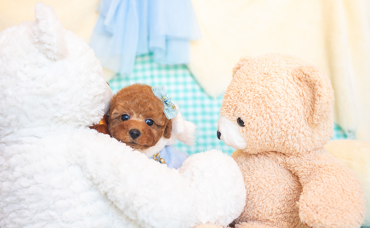 タイニープードルのレッドの男の子｜2025年11月17日生まれ｜No.11044｜画像0枚目