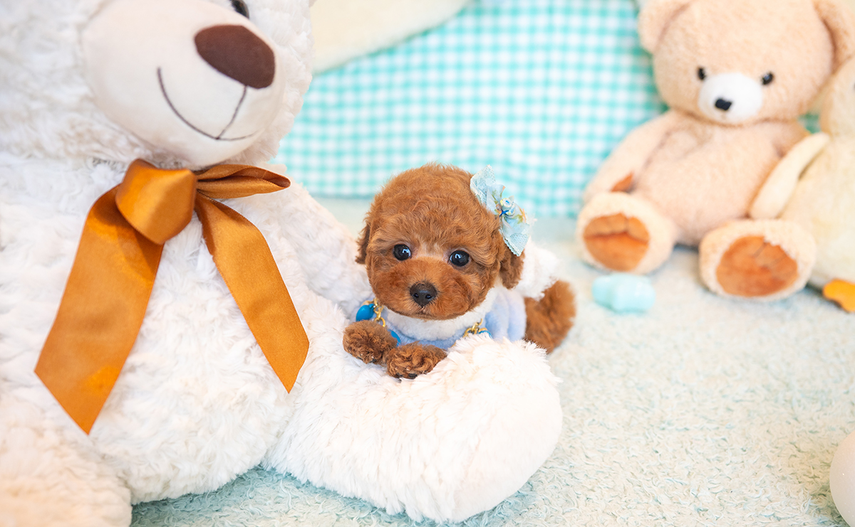 タイニープードルのレッドの男の子｜2025年11月17日生まれ｜No.11044｜画像5枚目