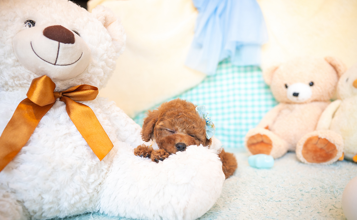 タイニープードルのレッドの男の子｜2025年11月17日生まれ｜No.11044｜画像6枚目