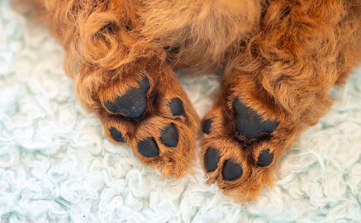 タイニープードルのレッドの男の子｜2025年11月17日生まれ｜No.11044｜画像8枚目