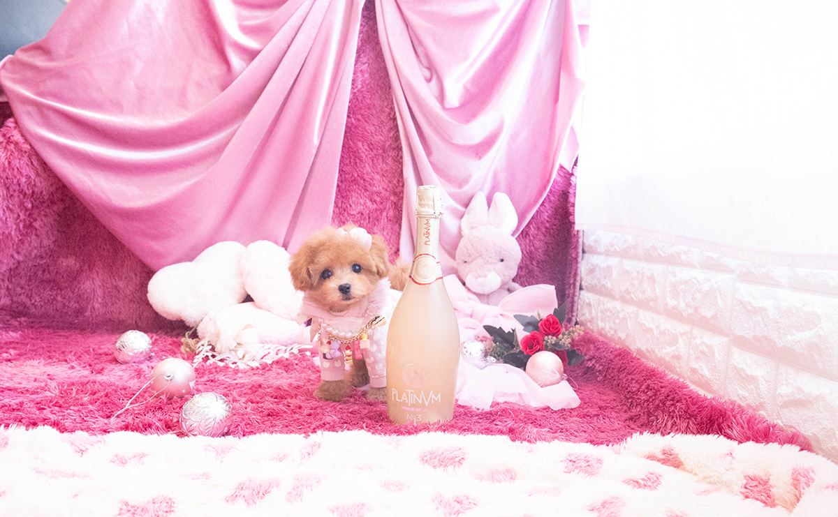 タイニープードルのレッドの女の子｜2025年10月25日生まれ｜No.11048｜画像2枚目