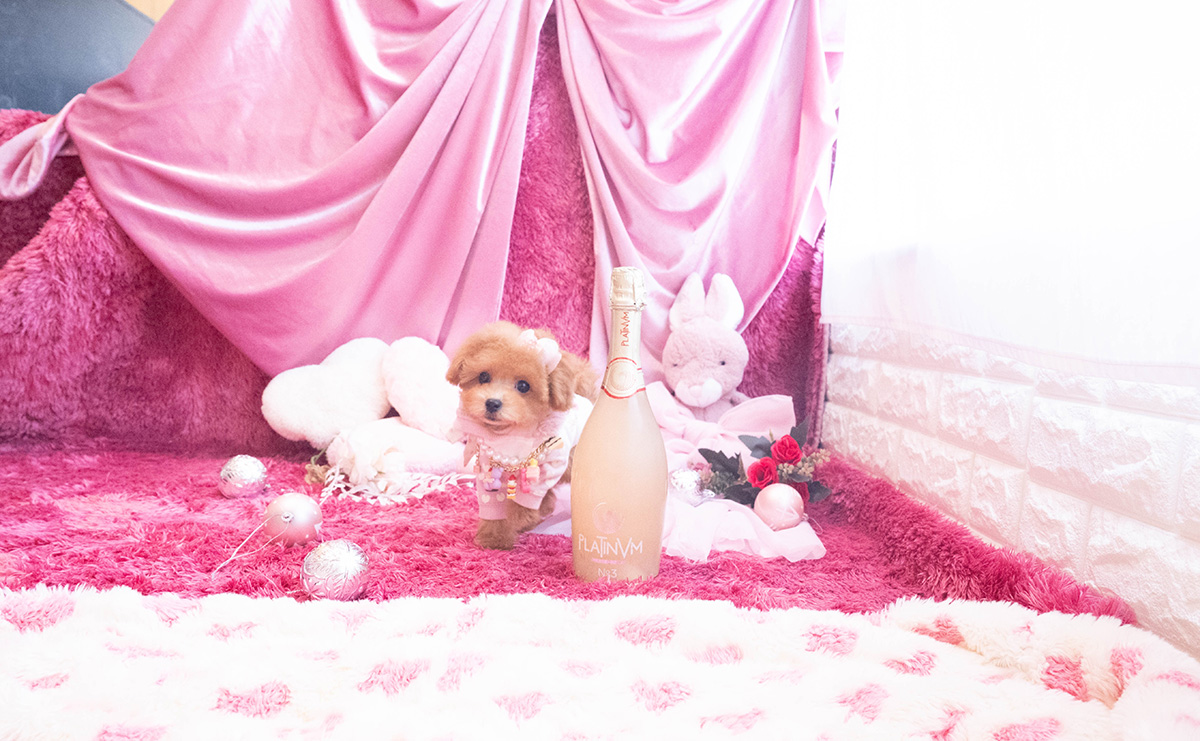 タイニープードルのレッドの女の子｜2025年10月25日生まれ｜No.11048｜画像3枚目