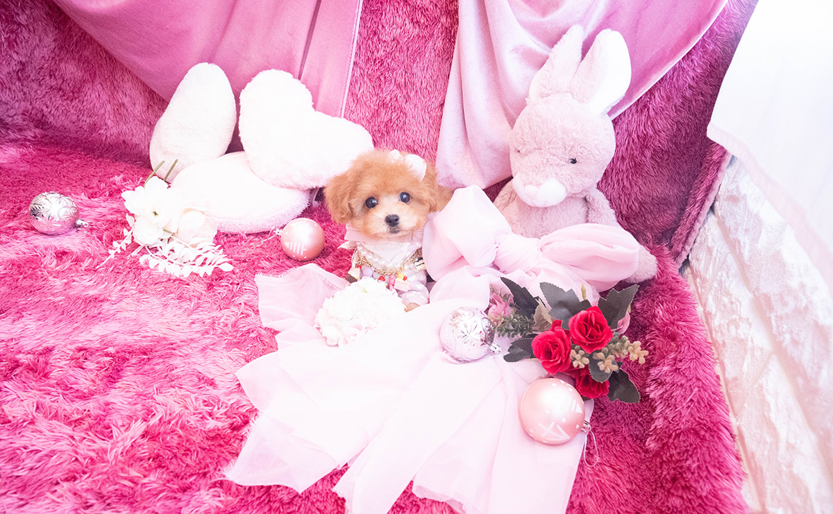 タイニープードルのレッドの女の子｜2025年10月25日生まれ｜No.11048｜画像0枚目