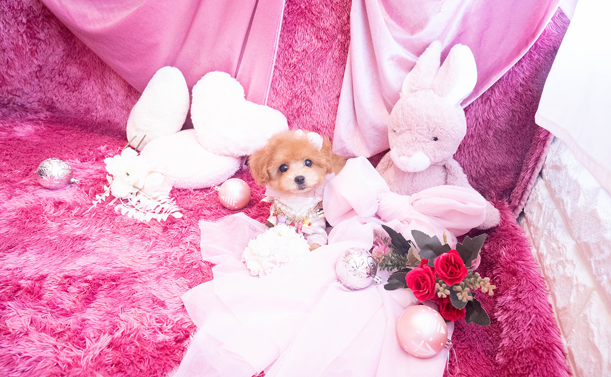 タイニープードルのレッドの女の子｜2025年10月25日生まれ｜No.11048｜画像1枚目