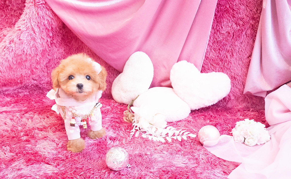 タイニープードルのレッドの女の子｜2025年10月25日生まれ｜No.11048｜画像6枚目