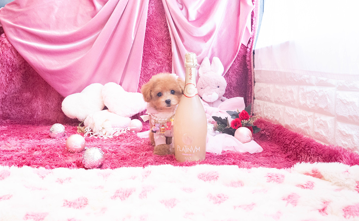 タイニープードルのレッドの女の子｜2025年10月25日生まれ｜No.11048｜画像5枚目