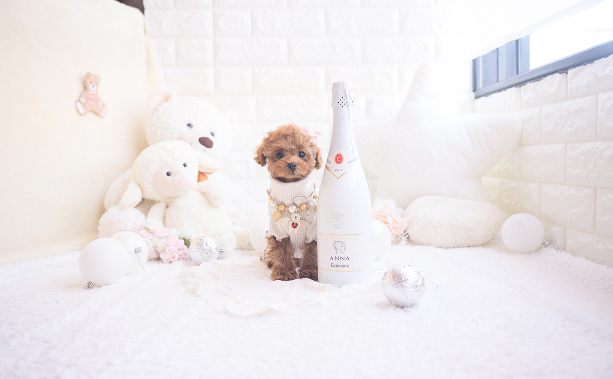 タイニープードルのレッドの女の子｜2025年11月2日生まれ｜No.11054｜画像1枚目