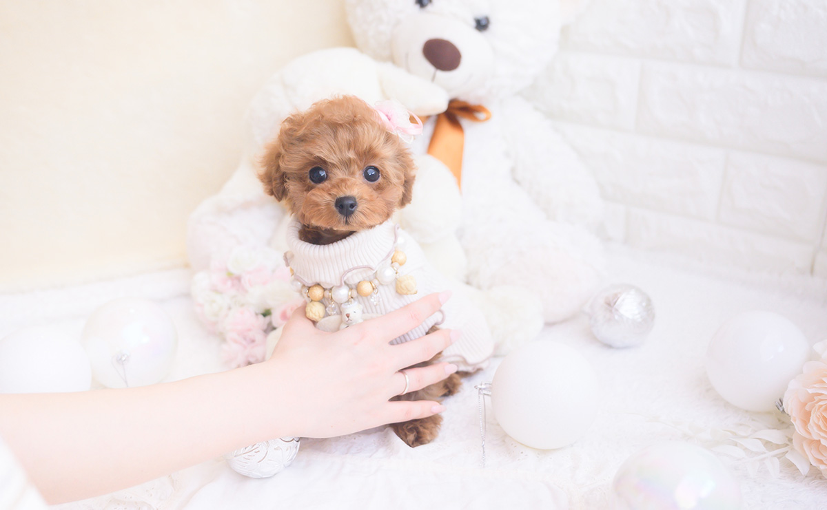 タイニープードルのレッドの女の子｜2025年11月2日生まれ｜No.11054｜画像0枚目