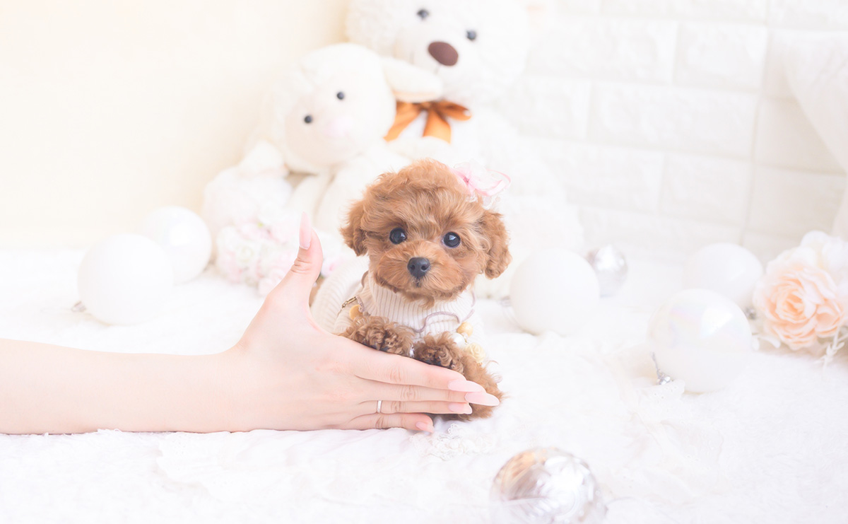 タイニープードルのレッドの女の子｜2025年11月2日生まれ｜No.11054｜画像3枚目