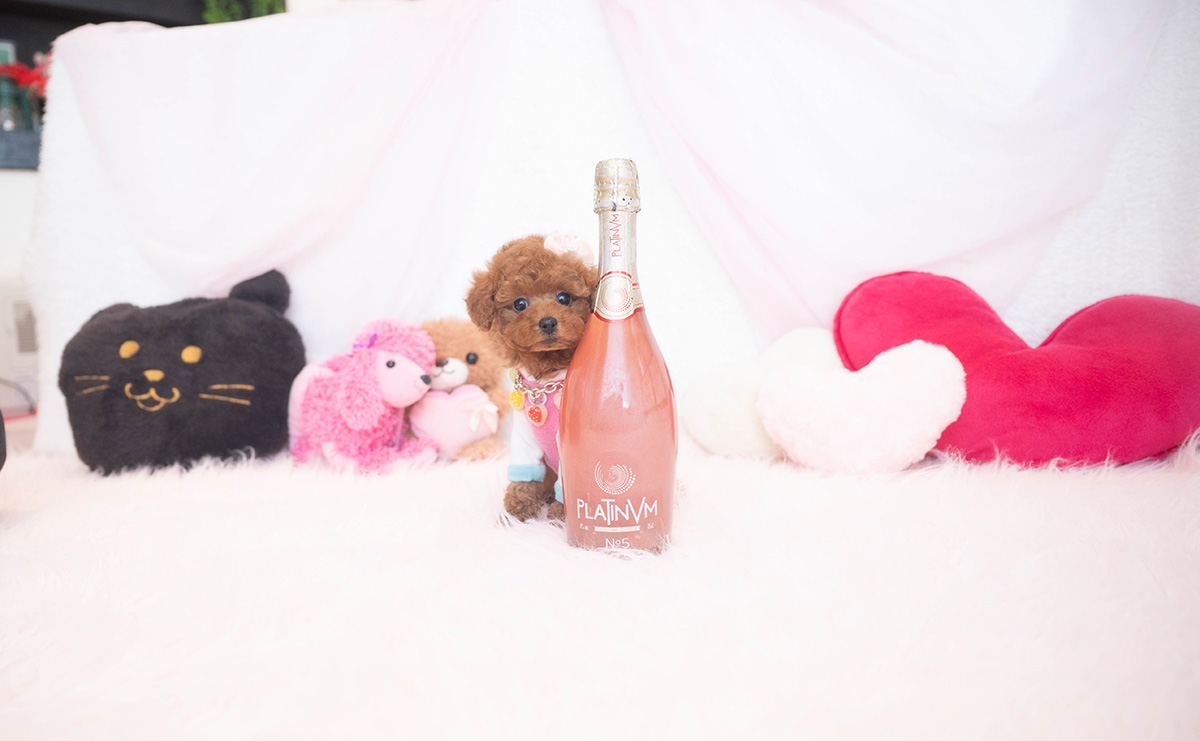 タイニープードルのレッドの女の子｜2025年11月17日生まれ｜No.11055｜画像2枚目