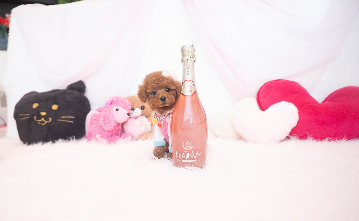 タイニープードルのレッドの女の子｜2025年11月17日生まれ｜No.11055｜画像3枚目