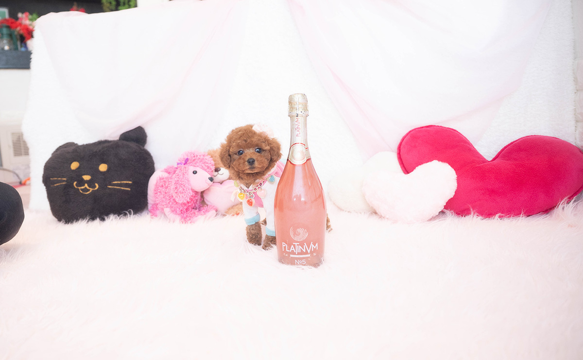 タイニープードルのレッドの女の子｜2025年11月17日生まれ｜No.11055｜画像4枚目