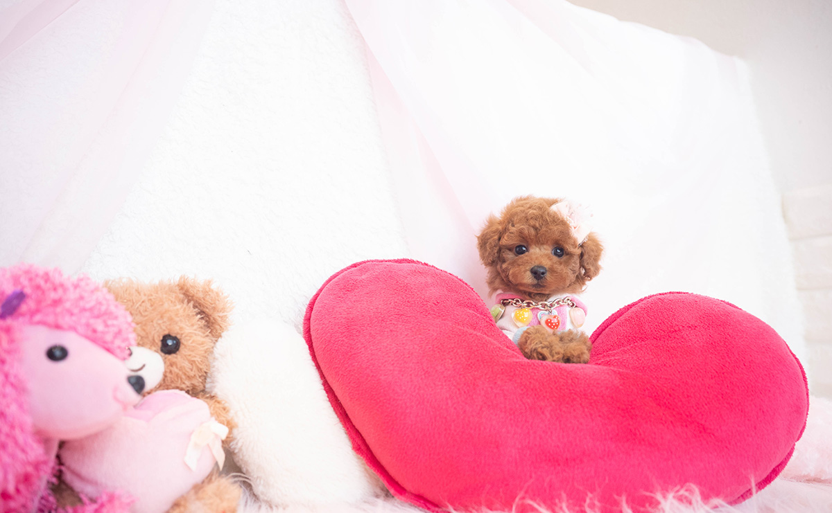 タイニープードルのレッドの女の子｜2025年11月17日生まれ｜No.11055｜画像1枚目