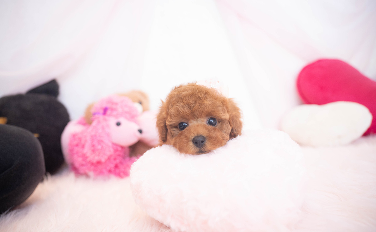 タイニープードルのレッドの女の子｜2025年11月17日生まれ｜No.11055｜画像5枚目