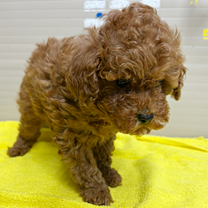 トイプードルのレッドの男の子｜2025年11月13日生まれ｜No.11057｜画像1枚目