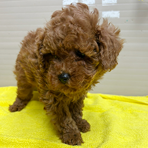 トイプードルのレッドの男の子｜2025年11月13日生まれ｜No.11057｜画像2枚目